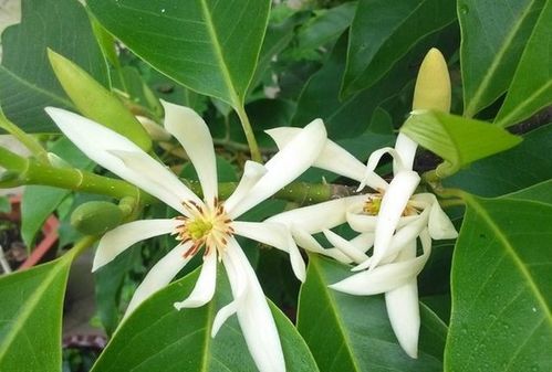 黄桷兰和白兰花哪个更香 家里为什么不能种黄桷兰