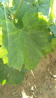 黄叶病用什么药最好 叶片发黄是缺什么肥料