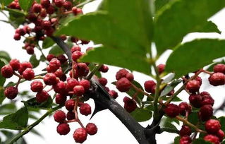 麻椒可以代替花椒吗 空腹喝山楂花椒水好吗