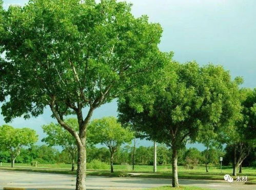 黄栌木的优缺点 黄栌木属于什么档次