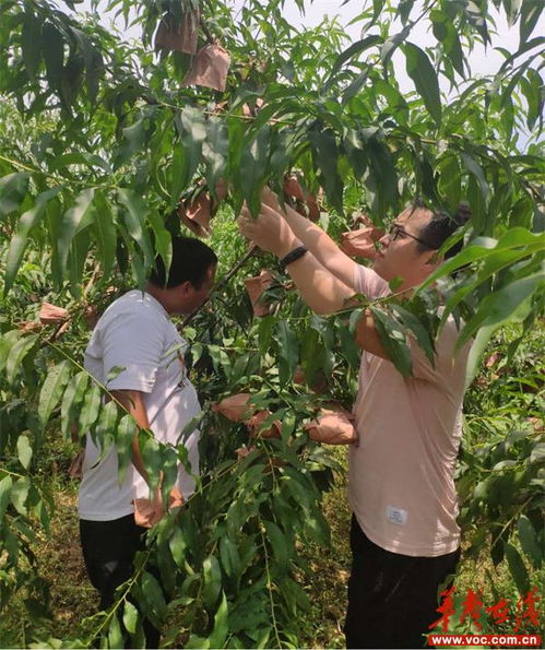 黄桃采摘一般在几月份 附近黄桃基地在什么位置
