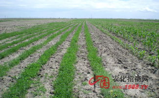 黄土变黑土最快办法 黄泥土最有效的改良方法