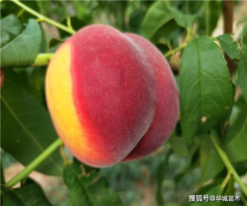 黄桃套袋后多久打一次药 黄桃不套袋杀几次虫