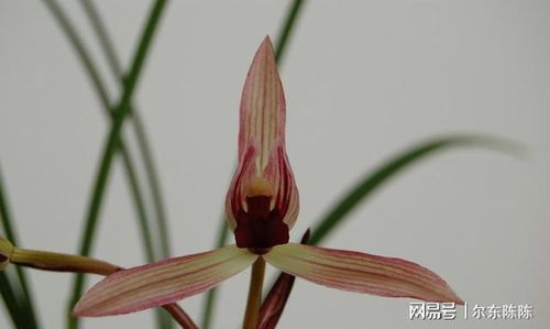 黄果兰又叫什么花 黄桷兰和黄果兰的区别