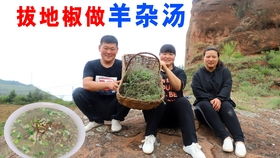 黄皮黄瓜是什么品种 黄皮黄瓜可以生吃吗