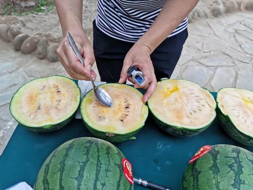 黄皮红瓤西瓜是什么品种 黄皮红瓤西瓜多少钱一斤