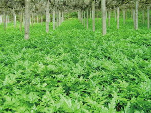 黄连一亩产量多少斤 黄连种植一亩成本
