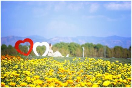 黄花闺女的黄花是什么花 人比黄花瘦中的黄花指什么花