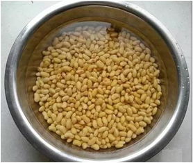 黄豆泡了三天为什么不长芽 黄豆1—7天成长记录表