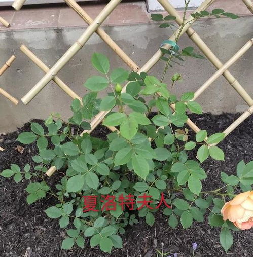 黄金庆典月季 为什么地栽黄金庆典不长个