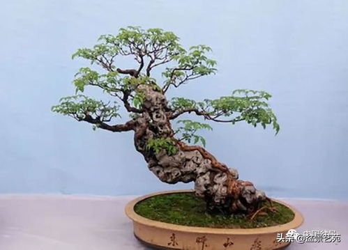 黄荆用深盆还是浅盆 黄荆盆景如何辨别真假