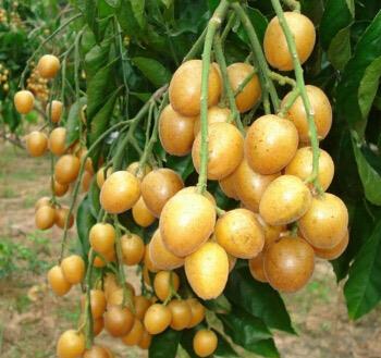 黄皮果怎么吃用不用剥皮 黄皮果的最佳吃法