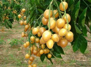 黄皮果的食用禁忌 黄皮果的正确吃法