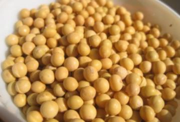 黄豆和青豆是一样的吗 青豆长大了是黄豆吗