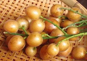 黄皮浸蜂蜜三年可以喝 晒干黄皮干再加蜂蜜