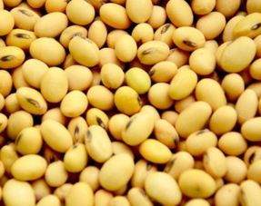 黄豆是毛豆变来的吗 毛豆怎么变成圆的黄豆