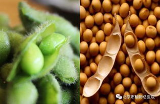黄豆和毛豆的区别 毛豆怎么变成圆的黄豆