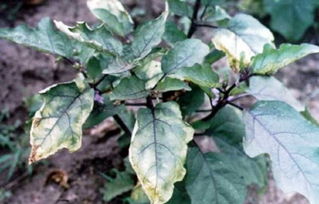 黄萎病的症状及防治方法 黄萎病最好的杀菌剂