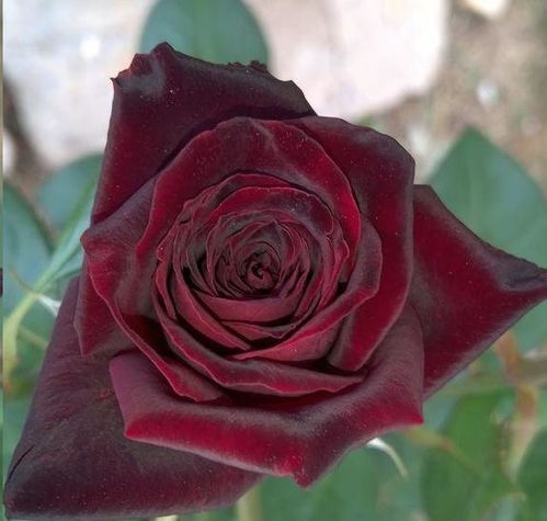 黑巴克月季淘汰原因 黑魔术和黑巴克区别