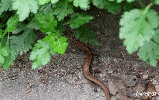 黄鳝和蛇是近亲吗 为什么鳝鱼和蛇这么像