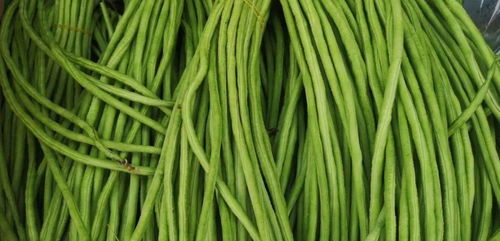 黄金钩豆角几月份种最好 豆角从种到收需要多少天
