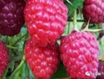 黑树莓和红树莓的区别 黑树莓为啥比红树莓便宜