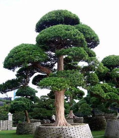 黑松和罗汉松哪个名贵 罗汉松最大的忌讳