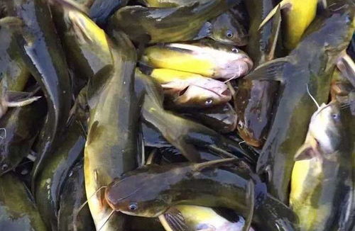 黄骨鱼养殖回收是真的吗 养黄骨鱼一亩多少利润