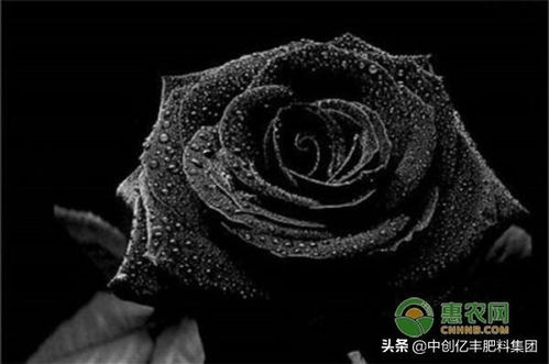黑玫瑰的寓意和象征 黑玫瑰不能随便送人