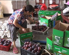 黑布林多少钱一斤 黑布林水果店多少钱一斤2023