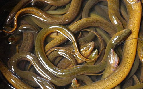 黄鳝和蛇是一个祖先吗 黄鳝的祖先是谁