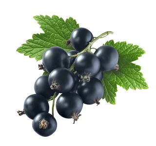 黑加仑是葡萄还是蓝莓 黑加仑是啥水果