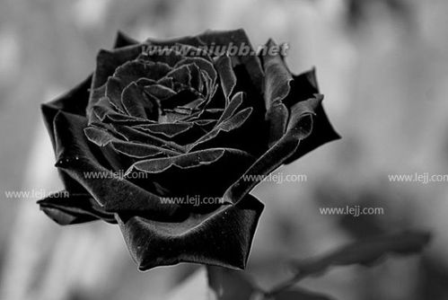 黑玫瑰一般送什么人 黑玫瑰有什么忌讳
