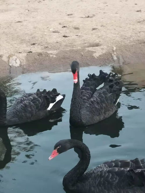 黑天鹅寿命一般多少年 黑天鹅多少人民币一只