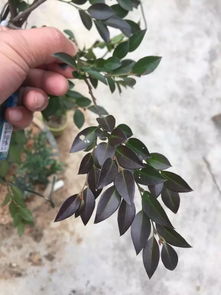 黑骨茶的叶子一碰就掉 黑骨茶叶子掉光了还能活吗