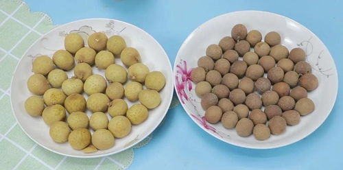 龙眼和桂圆是一样吗 龙眼为什么晒干了叫桂圆