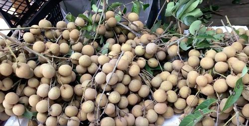 龙眼立秋过后为什么会变淡 龙眼立秋后不好吃了吗