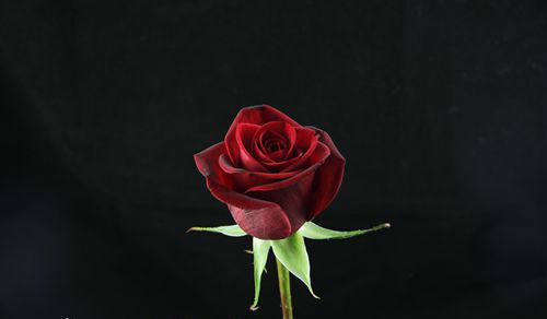 黑魔术月季淘汰原因 黑魔术和黑巴克哪个好