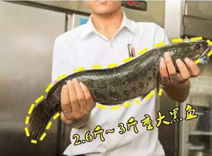 黑鱼多久会饿死 黑鱼吃大米饭吗