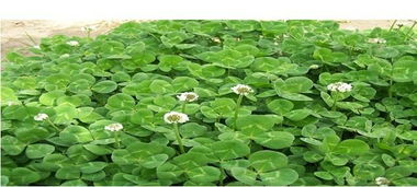 黑麦草种植方法和时间 一斤草籽可以种多少平方