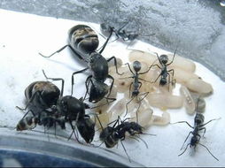 黑蚁后怎么抓 蚁后什么情况下才出洞