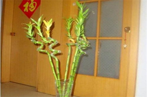 龙柳摆放位置 龙柳摆放位置禁忌
