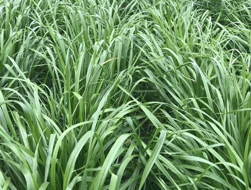 黑麦草几月份死亡 黑麦草种植方法和时间
