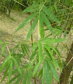 龙竹长得太高了怎么办 龙竹为什么不吉利