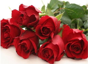 黑魔术属于几级玫瑰花 卡罗拉和黑魔术哪个好