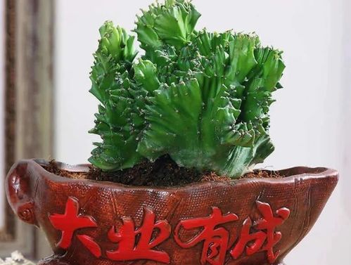 黑骨茶寓意好不好 家里为什么不能养黑骨茶