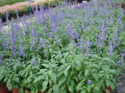 鼠尾草是什么味道 如何形容鼠尾草的香味