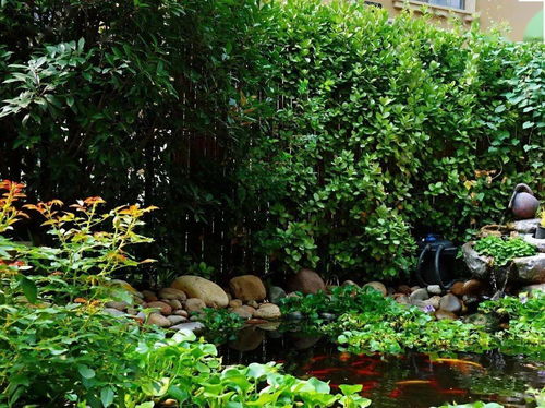 10种庭院最佳的灌木 庭院低矮常绿小灌木