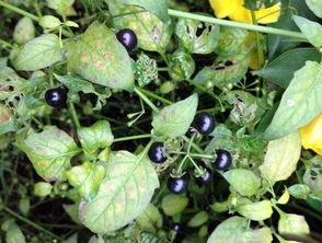 龙葵果实有毒吗 龙葵果的正确吃法