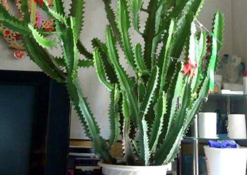 龙骨刚栽的浇不浇水 龙骨扦插的简单方法